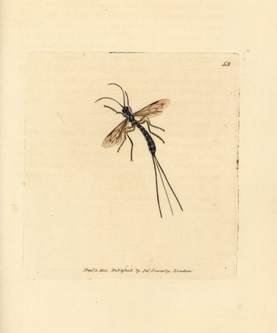 ذبابة إخنيومون، ريسا بيرسواسوريا (Ichneumon persuasorius). نقش على صفيحة نحاسية ملونة يدويًا بواسطة جيمس سويربي من The British Miscellany، أو أشكال ملونة لموضوعات حيوانية جديدة أو نادرة أو غير معروفة. بواسطة جيمس سويربي