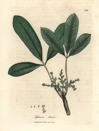 الهند شجرة المطاط ، شجرة الراتنج المرنة ، Siphonia المطاطية بواسطة جيمس سويربي