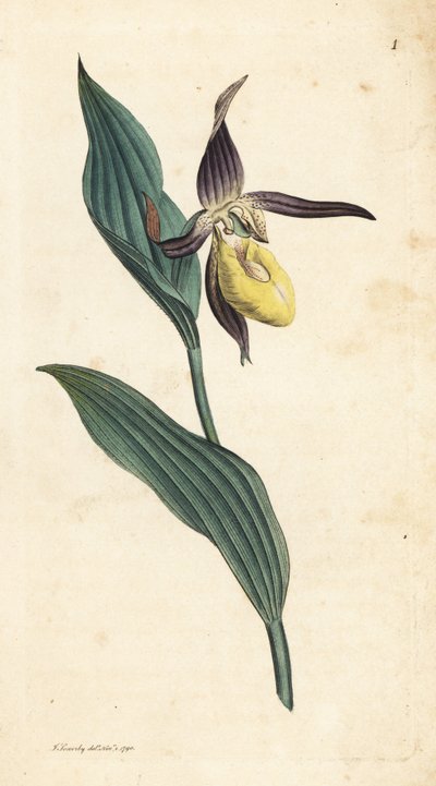 سيدة شبشب الأوركيد ، Cypripedium calceolus. نقش على لوح نحاسي ملون يدويًا بعد رسم توضيحي لجيمس سوربي من علم النبات الإنجليزي لجيمس سميث ، لندن بواسطة جيمس سويربي