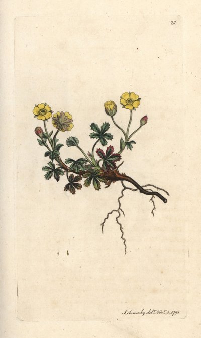 نباتات كبيرة مزهرة ، Potentilla grandiflora (Spring cinquefoil ، Potentilla verna) (cinquefoil) نقش على لوح نحاسي ملون يدويًا بعد رسم توضيحي بواسطة James Sowerby من James Smith