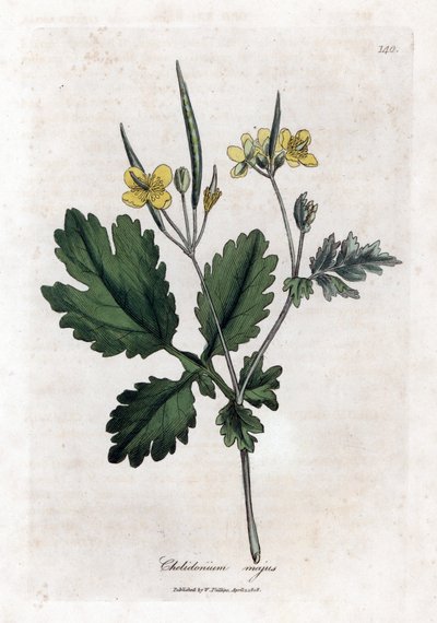 chelidoine كبير أو ضوء كبير - بقلة الخطاطيف الكبرى ، Chelidonium majus. نقش على لوح نحاسي ملون يدويًا من رسم نباتي رسمه جيمس سوربي من ويليام وودفيل والسير ويليام جاكسون هوكر "" علم النبات الطبي ، "جون بون ، لندن بواسطة جيمس سويربي