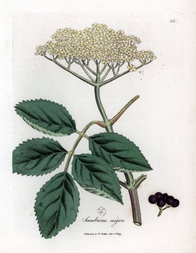 البلسان الكبير أو البلسان الأسود - شجرة البلسان السوداء الشائعة ، Sambucus nigra. نقش على لوح نحاسي ملون يدويًا من رسم نباتي رسمه جيمس سوربي من ويليام وودفيل والسير ويليام جاكسون هوكر "" علم النبات الطبي ، "جون بون ، لندن بواسطة جيمس سويربي