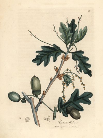 أوراق وجوز البلوط الشائع ، Quercus robur بواسطة جيمس سويربي