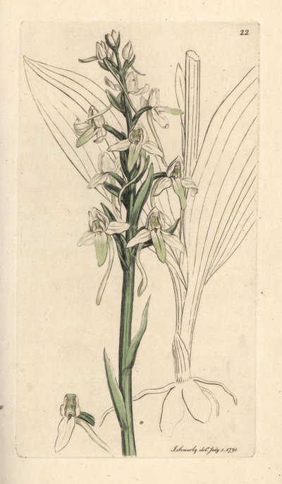أوركيس الفراشة الصغرى ، Platanthera bifolia (Orchis bifolia). نقش على لوح نحاسي ملون يدويًا بعد رسم توضيحي لجيمس سوربي من علم النبات الإنجليزي لجيمس سميث ، لندن بواسطة جيمس سويربي