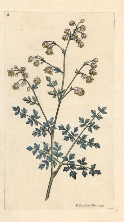 شارع المرج الصغرى ، Thalictrum ناقص. نقش على لوح نحاسي ملون يدويًا بعد رسم توضيحي لجيمس سوربي من علم النبات الإنجليزي لجيمس سميث ، لندن بواسطة جيمس سويربي