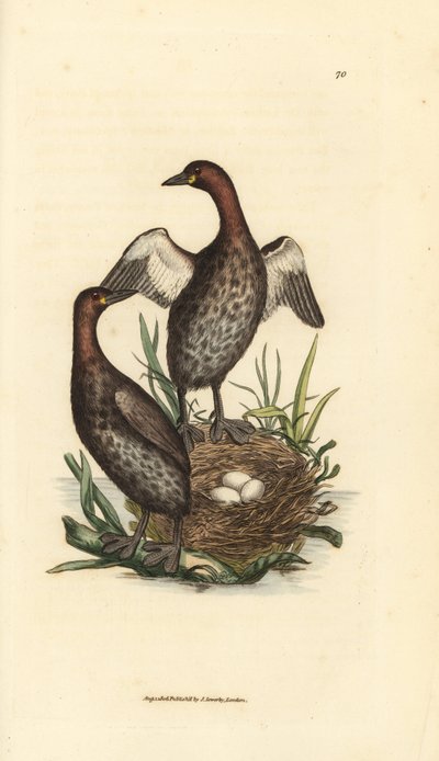 الغراب الصغير، Tachybaptus ruficollis (الغريب الصغير ذو الذقن السوداء، Colymbus hebridicus؟). زوج في العش مع ثلاث بيضات. نقش على لوح نحاسي ملون يدويًا بواسطة جيمس سويربي من The British Miscellany، أو أشكال ملونة لحيوانات جديدة أو نادرة أو غير معروفة بواسطة جيمس سويربي