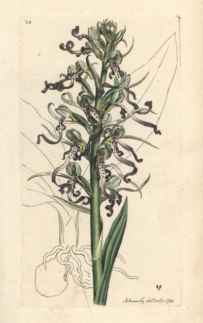 السحلية السحلية ، هيمانتوغلوسوم هيرسينوم (Lizard satyrion أو ochis ، Satyrium hircinum). نقش على لوح نحاسي ملون يدويًا بعد رسم توضيحي لجيمس سوربي من علم النبات الإنجليزي لجيمس سميث ، لندن بواسطة جيمس سويربي