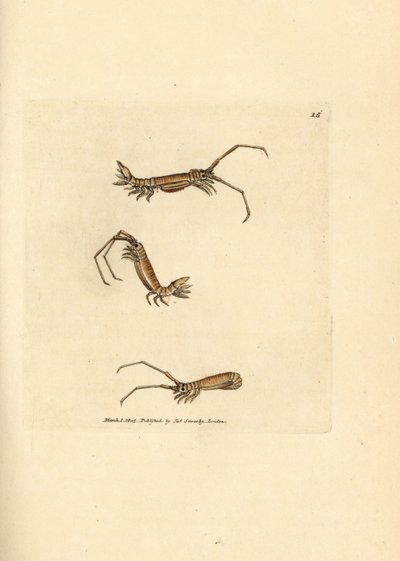 إيزوبود طويل القرن ، Astacilla longicornis (Oniscus longicornis). نقش على لوح نحاسي ملون يدويًا بواسطة James Sowerby من The British Miscellany ، أو أشكال ملونة لموضوعات حيوانية جديدة أو نادرة أو غير معروفة. بواسطة جيمس سويربي
