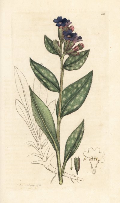 Lungwort ، Pulmonaria officinalis (الرئوية) نقش صفيحة نحاسية ملونة يدويًا بعد رسم توضيحي بواسطة جيمس سويربي من علم النبات الإنجليزي لجيمس سميث ، لندن بواسطة جيمس سويربي