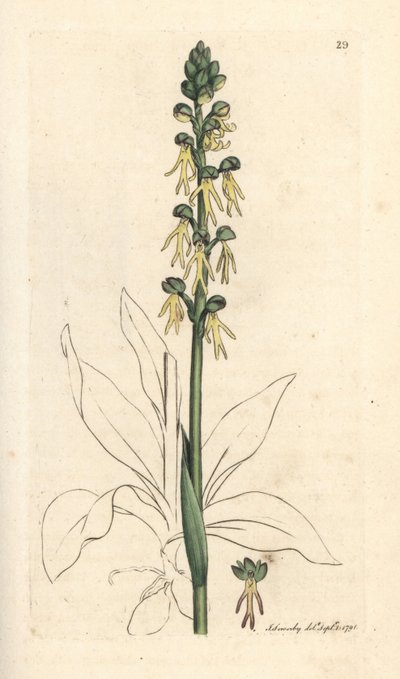 رجل الأوركيد ، السحلية أنثروبوفورا (Green man orchis ، Ophrys anthropophora). نقش على لوح نحاسي ملون يدويًا بعد رسم توضيحي لجيمس سوربي من علم النبات الإنجليزي لجيمس سميث ، لندن بواسطة جيمس سويربي