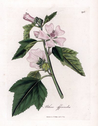نسيم عليل أو أعشاب من الفصيلة الخبازية الأرجوانية البرية أو البيضاء ، Althaea officinalis. نقش على لوح نحاسي ملون يدويًا من رسم نباتي رسمه جيمس سوربي من ويليام وودفيل والسير ويليام جاكسون هوكر "" علم النبات الطبي "،" جون بون ، لوندو بواسطة جيمس سويربي