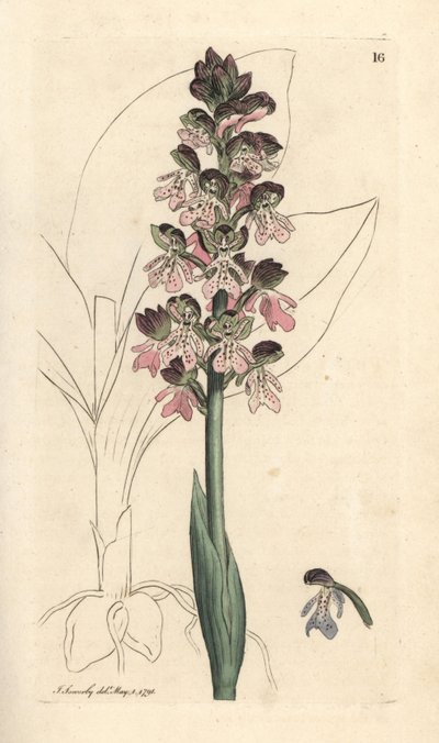السحلية العسكرية ، Orchis Militaris (Orchis warrior) نقش على لوح نحاسي ملون يدويًا بعد رسم توضيحي بواسطة James Sowerby من علم النبات الإنجليزي لجيمس سميث ، لندن بواسطة جيمس سويربي