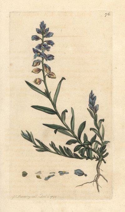 Milkwort ، Polygala vulgaris نقش على لوح نحاسي ملون يدويًا بعد رسم توضيحي بواسطة James Sowerby من علم النبات الإنجليزي لجيمس سميث ، لندن بواسطة جيمس سويربي