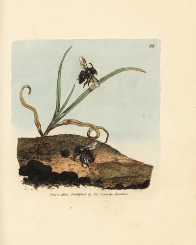 نحلة التعدين ، Andrena nigroaenea (Melitta nigro-aenea). نقش على لوح نحاسي ملون يدويًا بواسطة James Sowerby من The Miscellany البريطاني ، أو أشكال ملونة لموضوعات حيوانية جديدة أو نادرة أو قليلة الشهرة. بواسطة جيمس سويربي