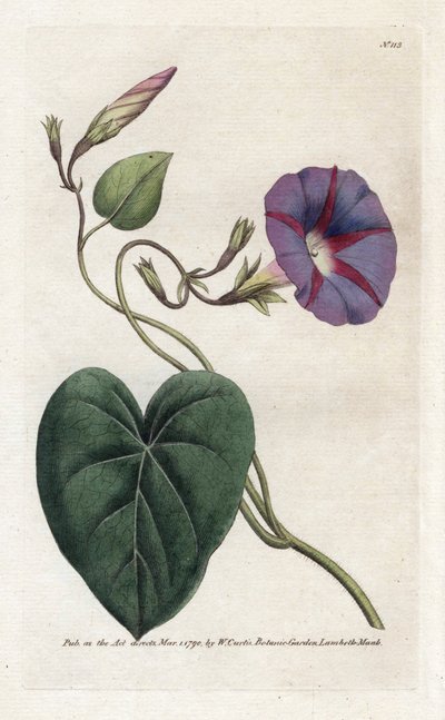 مجد الصباح أو إيبومي - الطباعة الحجرية لجيمس سوربي (1757-1822) ، من مجلة ويليام كيرتس النباتية (1746-1799) بواسطة جيمس سويربي