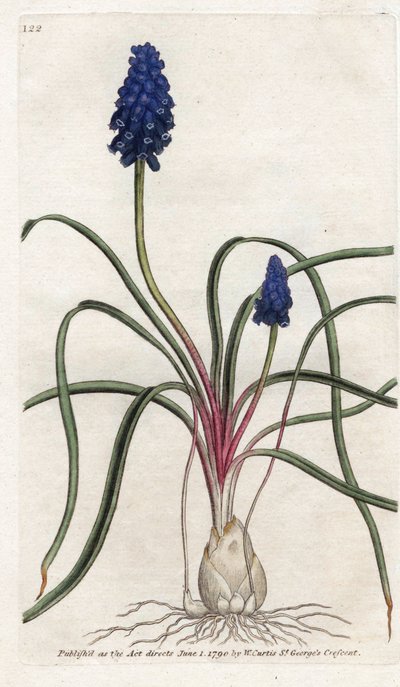 Muscari a bunch or muscari neglige - الطباعة الحجرية بواسطة James Sowerby (1757-1822) ، من المجلة النباتية بواسطة William Curtis (1746-1799) بواسطة جيمس سويربي