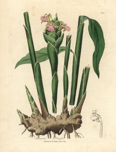 الزنجبيل الضيق الأوراق ، Zingiber officinale بواسطة جيمس سويربي