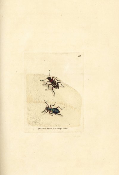 خنفساء نمر الكثبان الشمالية ، Cicindela hybrida. نقش على لوح نحاسي ملون يدويًا بواسطة James Sowerby من The British Miscellany ، أو أشكال ملونة لموضوعات حيوانية جديدة أو نادرة أو غير معروفة. بواسطة جيمس سويربي