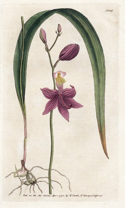 Orchid: calopogon tuberus - الطباعة الحجرية بواسطة James Sowerby (1757-1822) ، من مجلة William Curtis النباتية (1746-1799) بواسطة جيمس سويربي