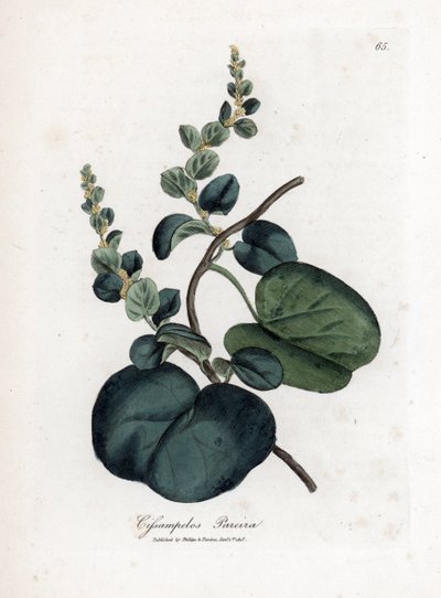 Pareira brava cissampelos، Cissampelos pareira pareira. نقش على لوح نحاسي ملون يدويًا من رسم نباتي رسمه جيمس سوربي من ويليام وودفيل والسير ويليام جاكسون هوكر "" علم النبات الطبي ، "جون بون ، لندن بواسطة جيمس سويربي