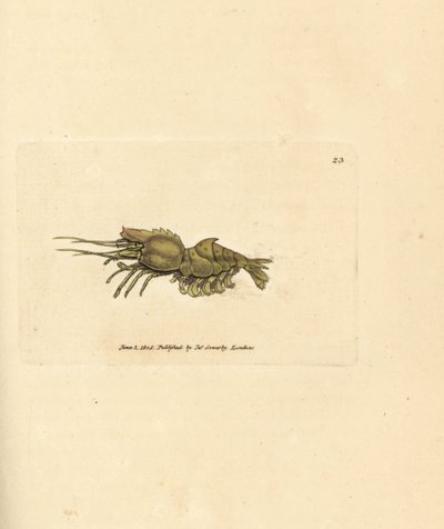 روبيان الببغاء ، Spirontocaris spinus (الجمبري المدعوم بالعمود الفقري ؛ السرطان الشوكي). نقش على لوح نحاسي ملون يدويًا بواسطة James Sowerby من The British Miscellany ، أو أشكال ملونة لموضوعات حيوانية جديدة أو نادرة أو غير معروفة. بواسطة جيمس سويربي