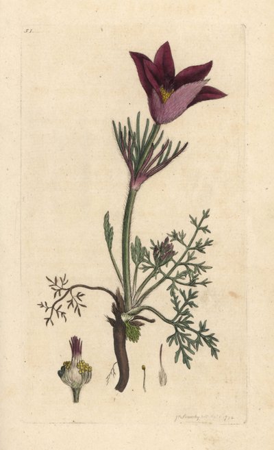 Pasqueflower ، Anemone pulsatilla (pulsatille) نقش على لوح نحاسي ملون يدويًا بعد رسم توضيحي بواسطة James Sowerby من علم النبات الإنجليزي لجيمس سميث ، لندن بواسطة جيمس سويربي
