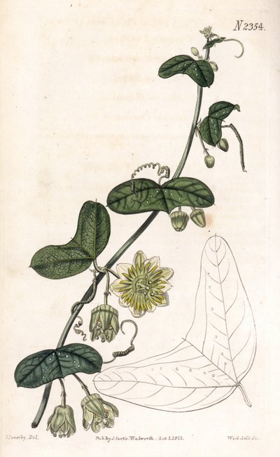 زهرة العاطفة variete - Passiflora biflora (زهرة الآلام الهلالية الأوراق ، Passiflora lunata). نقش على لوح نحاسي ملون يدويًا بواسطة Weddell بعد رسم توضيحي لجيمس سوربي من مجلة Samuel Curtis النباتية "،" لندن بواسطة جيمس سويربي