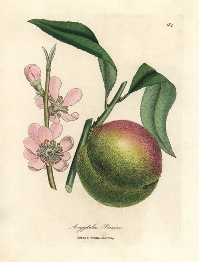 شجرة الخوخ مع الفاكهة الناضجة وزهر وردي ، Amygdalus persica بواسطة جيمس سويربي