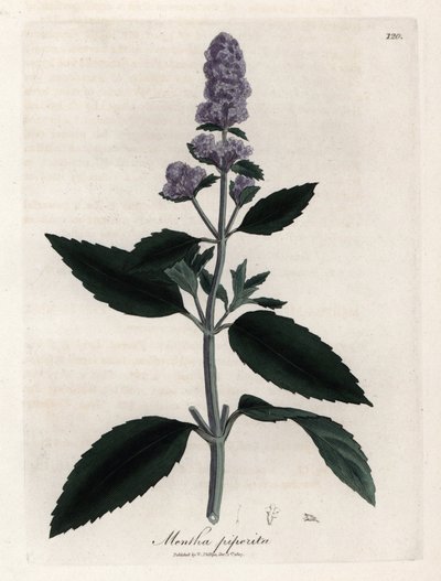 نعناع. نقش نحاسي ملون يدويًا من رسم لجيمس سوربي (1757-1822) في Botanique Medicinale بواسطة جيمس سويربي
