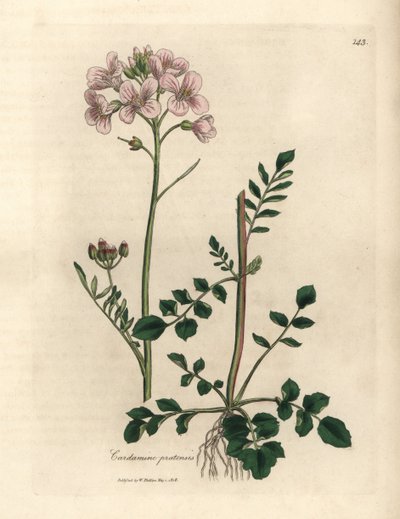 ثوب نسائي ذو أزهار وردية أو زهرة الوقواق، Cardamine pratensis بواسطة جيمس سويربي