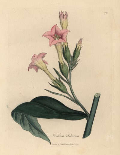 نبات التبغ ذو الأزهار الوردية، Nicotiana tabacum بواسطة جيمس سويربي