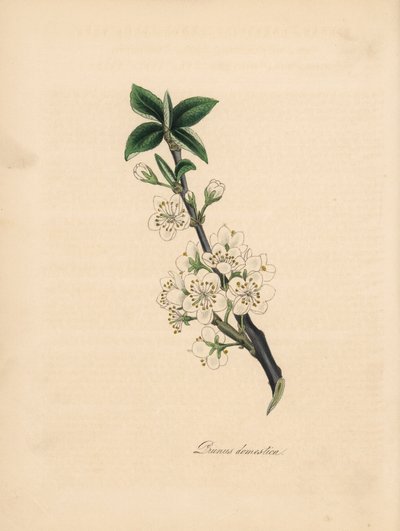 شجرة البرقوق - شجرة البرقوق الشائعة ، Prunus domestica. مأخوذة من رسم توضيحي لجيمس سوربي من "علم النبات الطبي" لوليام وودفيل. بواسطة جيمس سويربي