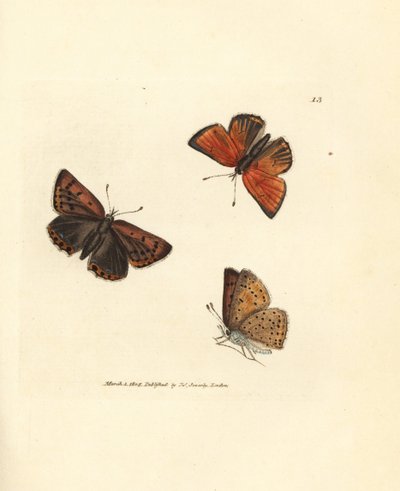 فراشة نحاسية ذات حواف نقية ، Lycaena hippothoe. نقش على لوح نحاسي ملون يدويًا بواسطة James Sowerby من The British Miscellany ، أو أشكال ملونة لموضوعات حيوانية جديدة أو نادرة أو غير معروفة. بواسطة جيمس سويربي