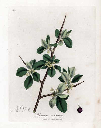 النبق المسهل أو المطهر - تطهير النبق ، Rhamnus catharticus. نقش على لوح نحاسي ملون يدويًا من رسم نباتي رسمه جيمس سوربي من ويليام وودفيل والسير ويليام جاكسون هوكر "" علم النبات الطبي ، "جون بون ، لندن بواسطة جيمس سويربي