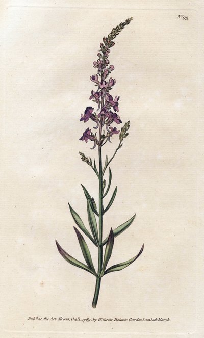 الخط البنفسجي الأرجواني - الطباعة الحجرية لجيمس سوربي (1757-1822) ، من مجلة ويليام كيرتس النباتية (1746-1799) بواسطة جيمس سويربي