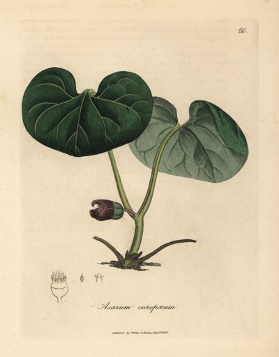 أساراباكا المزهرة الأرجواني ، أو الزنجبيل البري ، Asarum europaeum بواسطة جيمس سويربي