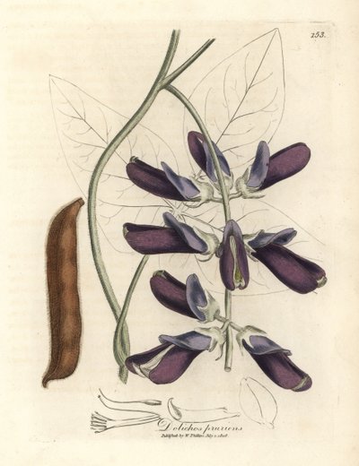 dolichos البقر المزهرة الأرجواني ، Dolichos pruriens بواسطة جيمس سويربي