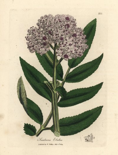 شجرة المسنين القزم الأرجواني المزهرة ، Sambucus ebulus بواسطة جيمس سويربي