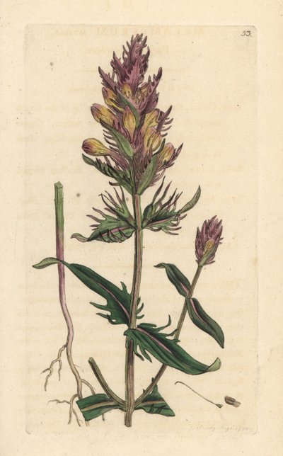بقرة سوداء أو أرجوانية ، Melampyrum arvense نقش على لوح نحاسي ملون يدويًا بعد رسم توضيحي بواسطة James Sowerby من علم النبات الإنجليزي لجيمس سميث ، لندن بواسطة جيمس سويربي
