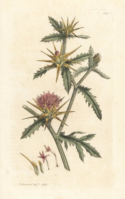 starthistle الأرجواني ، Centaurea calcitrapa (Centauree hatchback ، Centauree etoilee أو Star Thistle) نقش نحاسي ملون يدويًا بعد رسم توضيحي بواسطة James Sowerby من James Smith