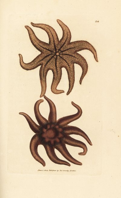 نجم الشمس الأرجواني ، Solaster endeca (نجم البحر ذو تسعة أشعة ، Asterias endeca). نقش على لوح نحاسي ملون يدويًا بواسطة James Sowerby من The British Miscellany ، أو أشكال ملونة لموضوعات حيوانية جديدة أو نادرة أو غير معروفة. بواسطة جيمس سويربي