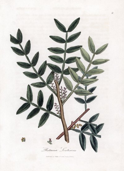 شجرة المعجون أو الفستق العدس - شجرة المعجون ، Pistacia lentiscus. نقش على لوح نحاسي ملون يدويًا من رسم نباتي رسمه جيمس سوربي من ويليام وودفيل والسير ويليام جاكسون هوكر "" علم النبات الطبي ، "جون بون ، لندن بواسطة جيمس سويربي
