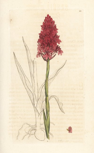 الأوركيد الهرمي ، Anacamptis Pyramidalis (السحلية الهرمية ، السحلية الهرمية). نقش على لوح نحاسي ملون يدويًا بعد رسم توضيحي لجيمس سوربي من علم النبات الإنجليزي لجيمس سميث ، لندن بواسطة جيمس سويربي