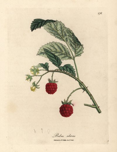 شجيرة التوت مع الفاكهة الناضجة والزهور الصفراء Rubus idaeus بواسطة جيمس سويربي
