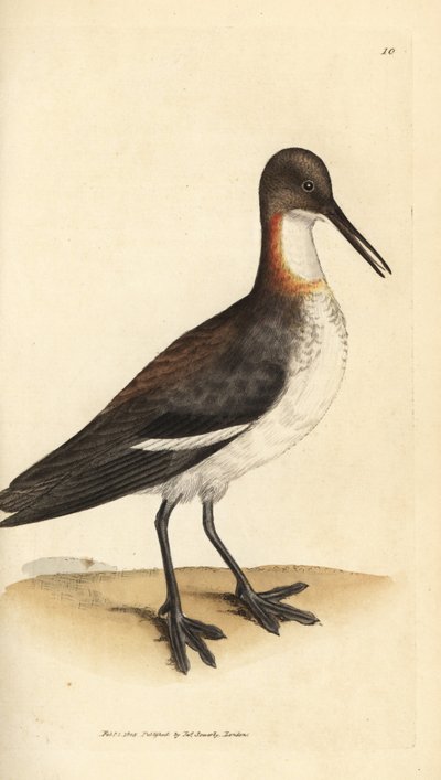الفالروب ذو العنق الأحمر ، Phalaropus lobatus (Phalaropus hyperboreus). نقش على لوح نحاسي ملون يدويًا بواسطة James Sowerby من The British Miscellany ، أو أشكال ملونة لموضوعات حيوانية جديدة أو نادرة أو غير معروفة. بواسطة جيمس سويربي