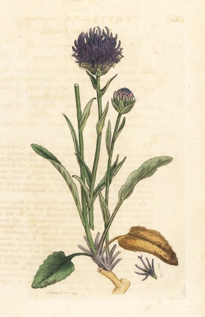 rampion دائري الرأس ، Phyteuma orbiculare (Phyteuma orbicularis) (Orbicular Rapunzel) نقش على لوح نحاسي ملون يدويًا بعد رسم توضيحي بواسطة James Sowerby من James Smith