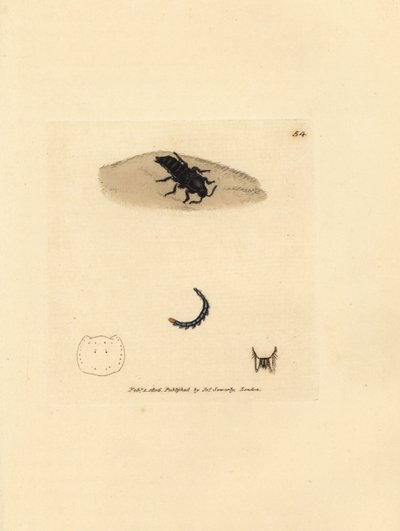 خنفساء روف ، Velleius dilatatus (Staphylinus مسننة القرون ، Staphylinus concolor). نقش على لوح نحاسي ملون يدويًا بواسطة James Sowerby من The Miscellany البريطاني ، أو أشكال ملونة لموضوعات حيوانية جديدة أو نادرة أو قليلة الشهرة. بواسطة جيمس سويربي
