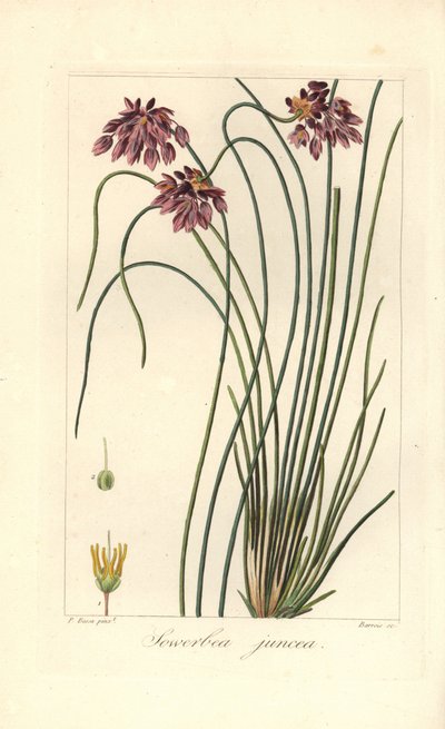 راش ليلي ، Sowerbaea juncea ، موطنه أستراليا. سميت على اسم الفنان النباتي جيمس سويربي. نقش منقوش يدويًا على النحاس بواسطة Barrois من رسم نباتي من تصميم Pancrace Bessa من Mordant de Launay "Herbier General de l