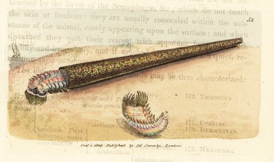 الدودة المروحية العلقية ذات الأنبوب الرمل ، Pectinaria belgica (Nereis pectinata). نقش على لوح نحاسي ملون يدويًا بواسطة James Sowerby من The British Miscellany ، أو أشكال ملونة لموضوعات حيوانية جديدة أو نادرة أو غير معروفة. بواسطة جيمس سويربي