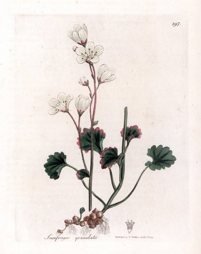 Saxifrage granulee أو bulbbles - saxifrage الأبيض ، Saxifraga granulata. نقش على لوح نحاسي ملون يدويًا من رسم نباتي رسمه جيمس سوربي من ويليام وودفيل والسير ويليام جاكسون هوكر "" علم النبات الطبي ، "جون بون ، لندن بواسطة جيمس سويربي